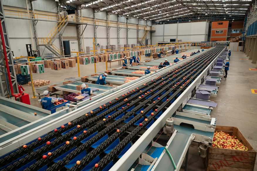 Produção e comercialização de maçãs Dalaio